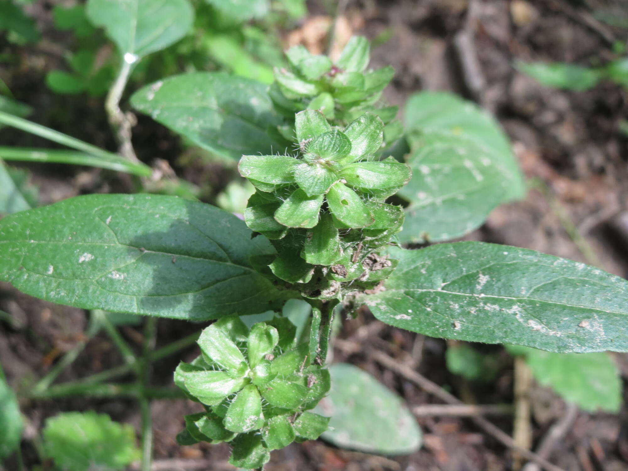 Image of common selfheal