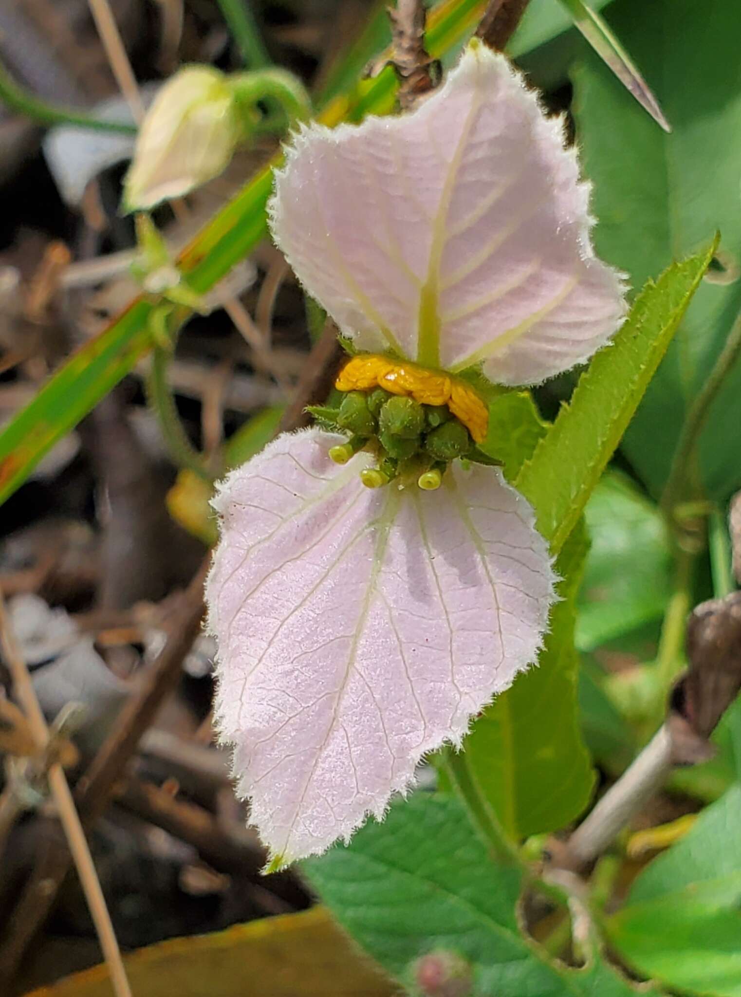 Image of Dalechampia francisceana Baill.