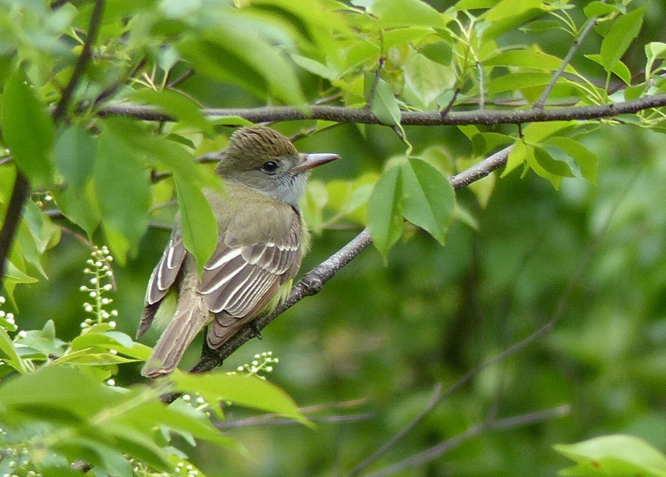 Image of Great Crested Flycatcher