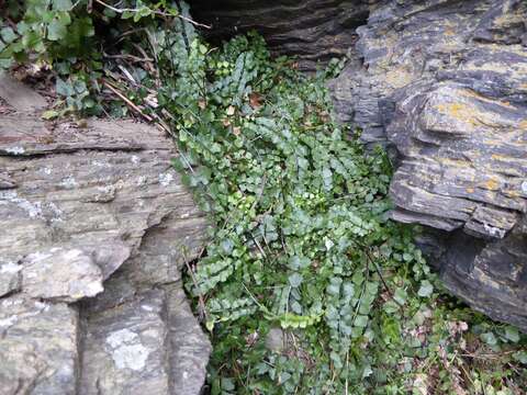 Image of Asplenium flabellifolium Cav.