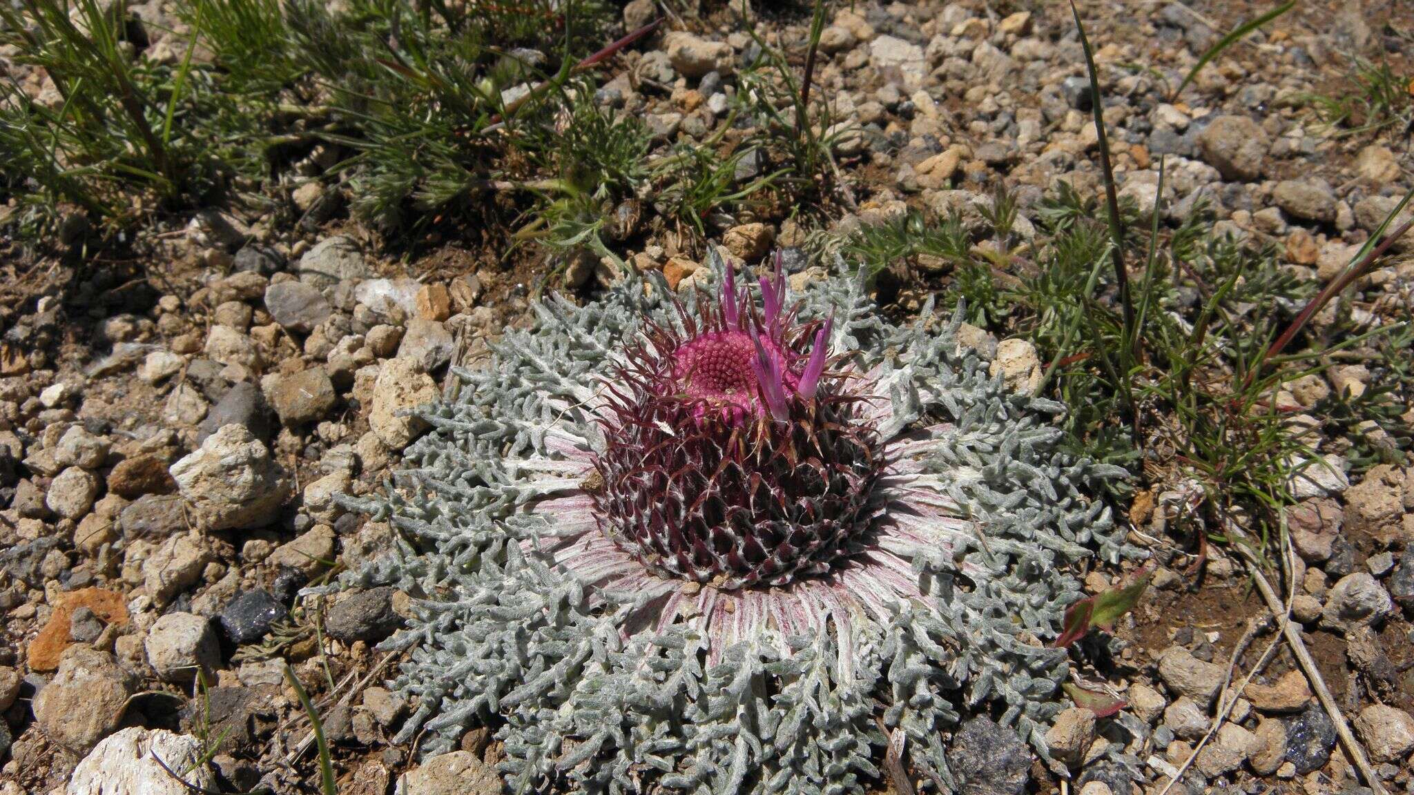 Image of Jurinea moschus subsp. pinnatisecta (Boiss.) Greuter