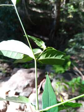 Image of Hypoestes acuminata Baker