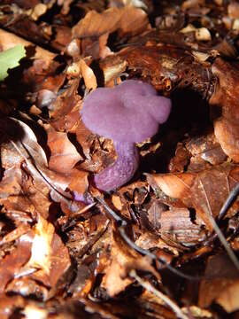 Image of Laccaria amethystina Cooke 1884