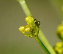 Bupleurum woronowii Mandenova的圖片