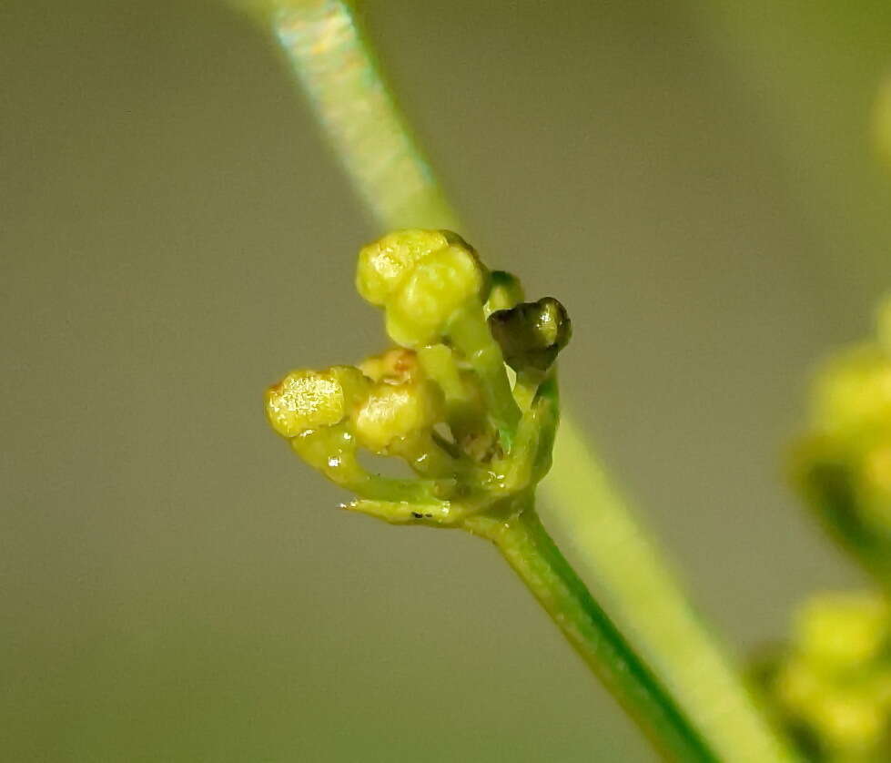 Bupleurum woronowii Mandenova的圖片