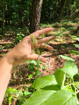 Sivun Cyperus retrofractus (L.) Torr. kuva