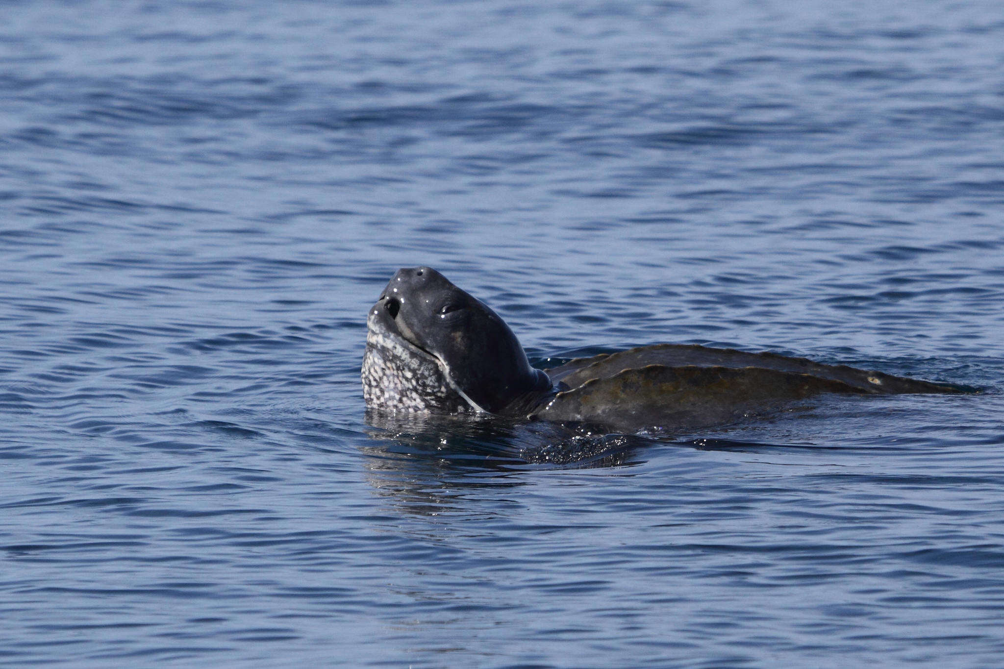 Image of Leatherback sea turtle