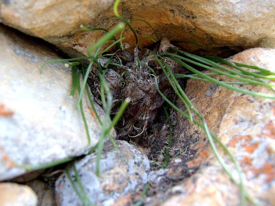 Image of Drimia uniflora J. C. Manning & Goldblatt