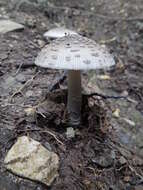 Image of Amanita vaginata (Bull.) Lam. 1783