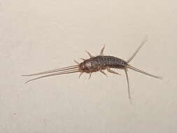 Image of Four-lined Silverfish