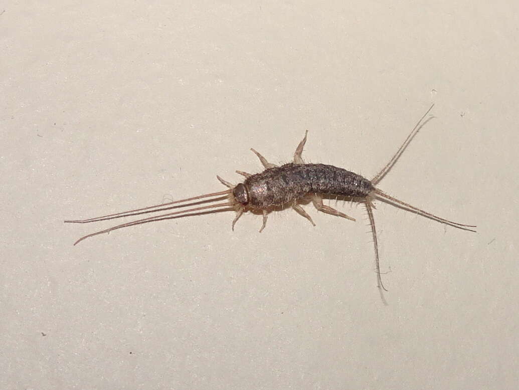 Image of Four-lined Silverfish