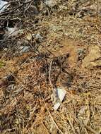 Image of palm leaf fan-throated lizard