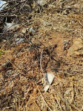 Image of palm leaf fan-throated lizard