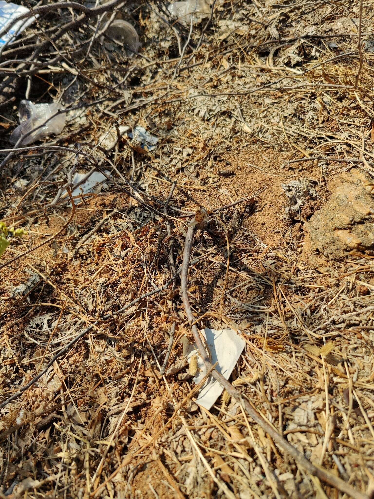 Image of palm leaf fan-throated lizard