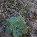 Image of Dudleya rubens (Brandeg.) Britton & Rose