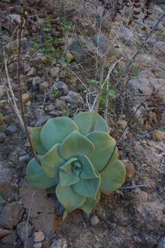 Image of Dudleya rubens (Brandeg.) Britton & Rose