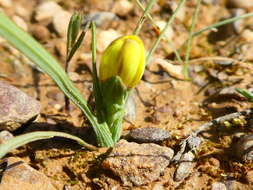 Image of Geissorhiza ornithogaloides Klatt