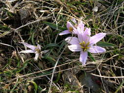 Image of Colchicum androcymbioides (Valdés) K. Perss.