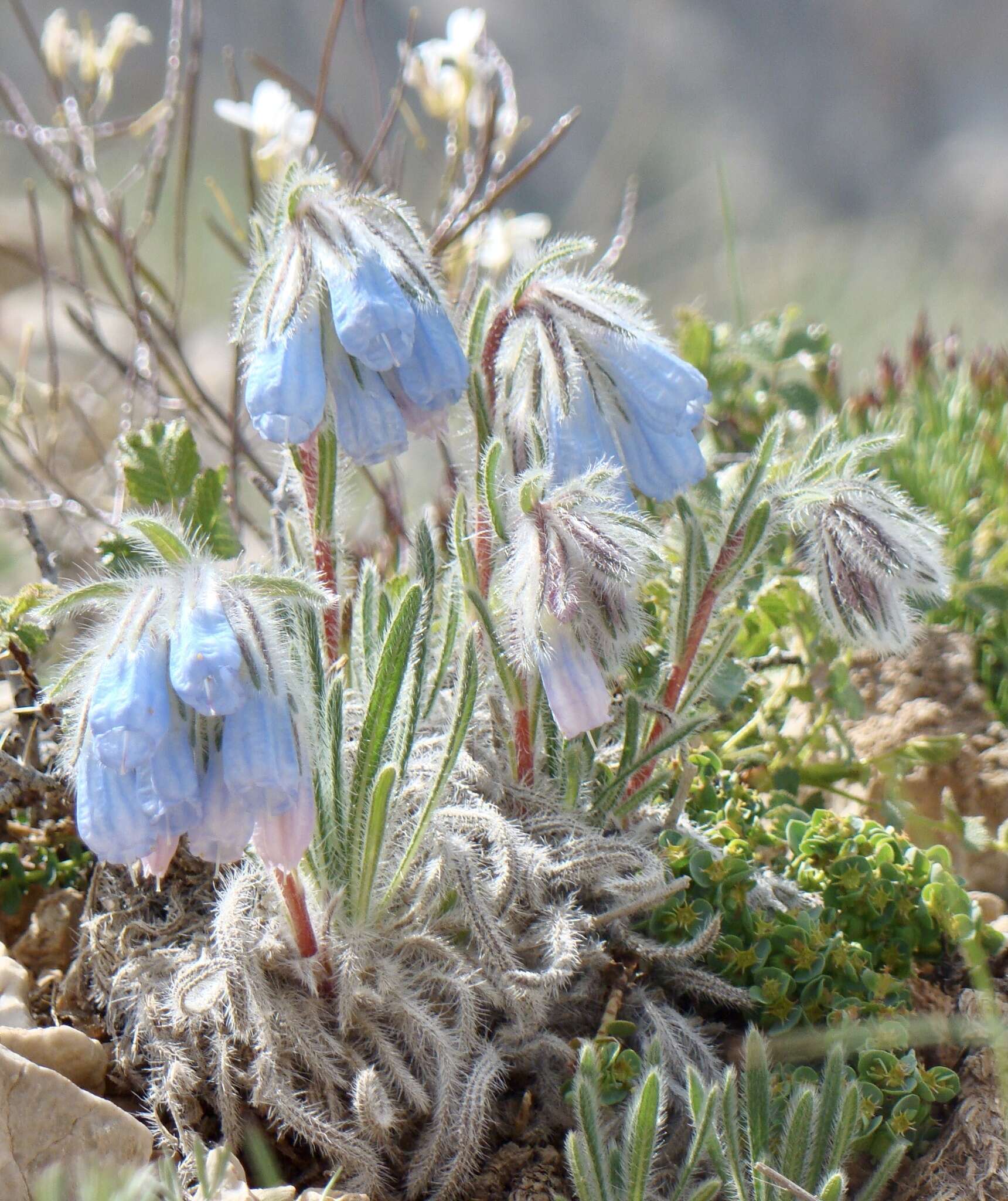 Plancia ëd Onosma nana DC.