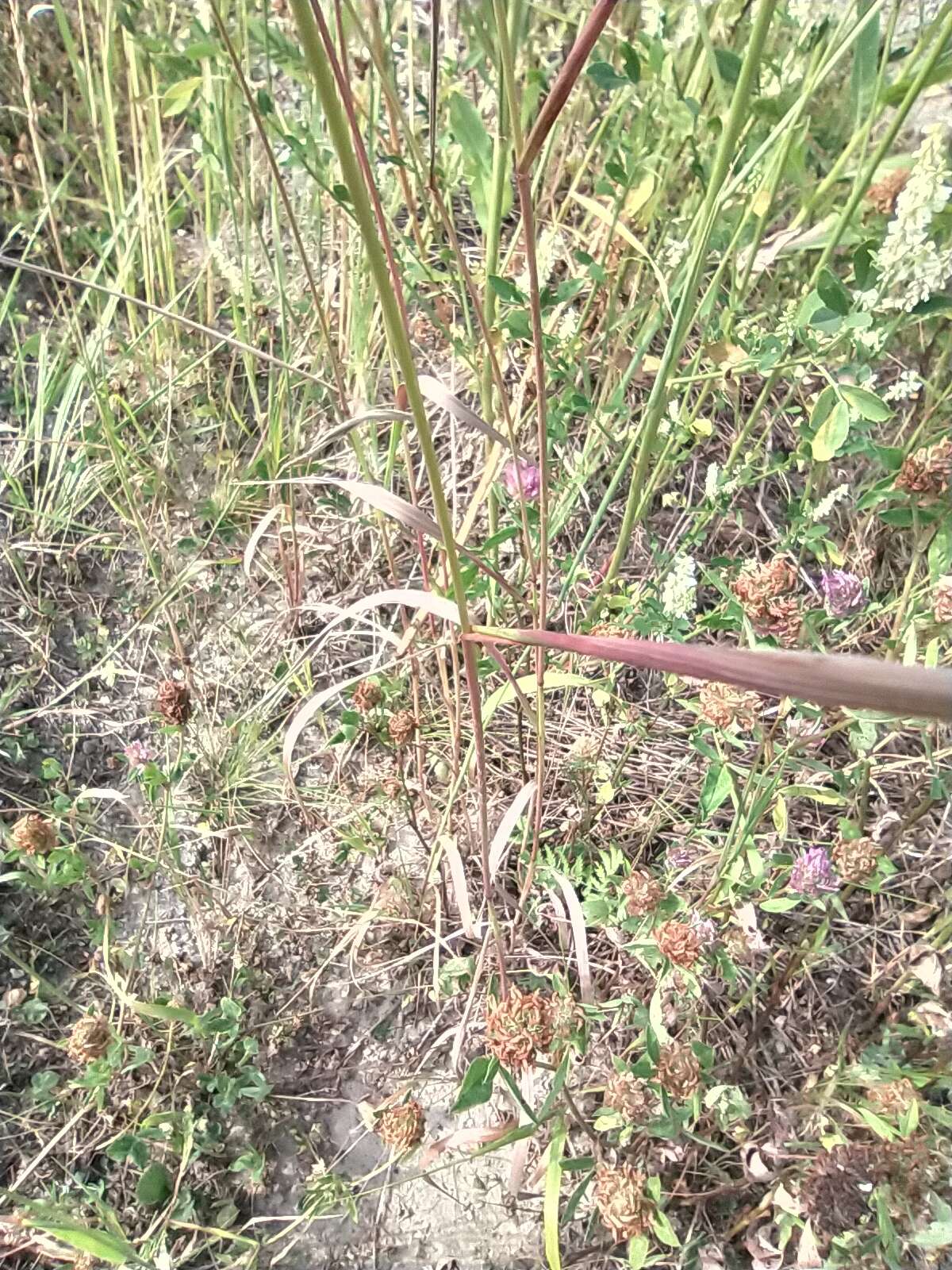 Image of Siberian Wild Rye