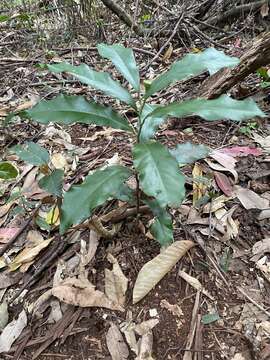 Image of Eupomatia bennettii F. Müll.