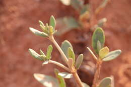 Image of James' buckwheat
