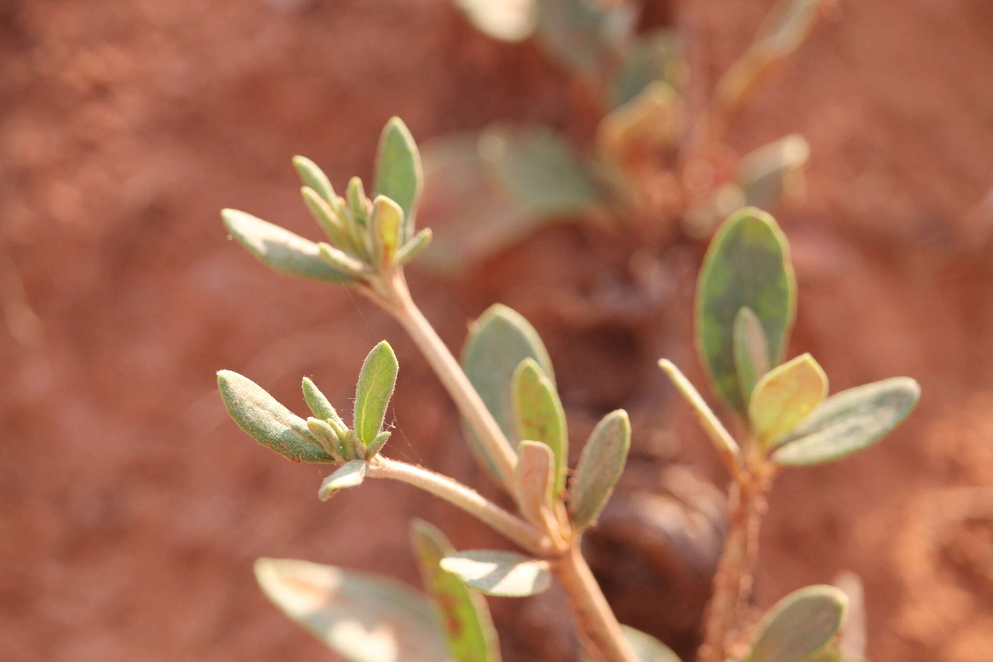 Image of James' buckwheat