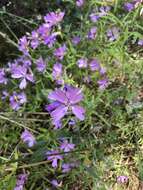 Plancia ëd Clarkia biloba (Dur.) A. Nels. & J. F. Macbr.