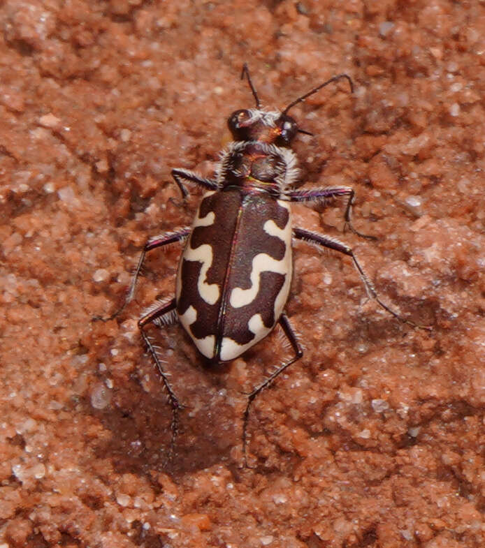 Image of Beach tiger beetle