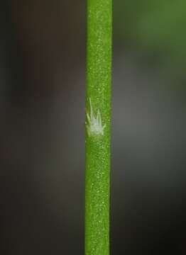 Image of Utricularia longeciliata A. DC.