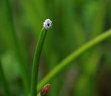 Image of Elegant Spike-Rush