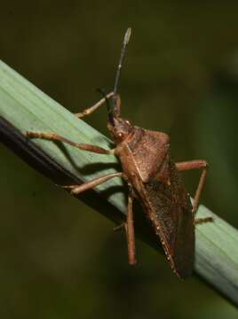 Image of Namacus transvirgatus Amyot & Serville 1843