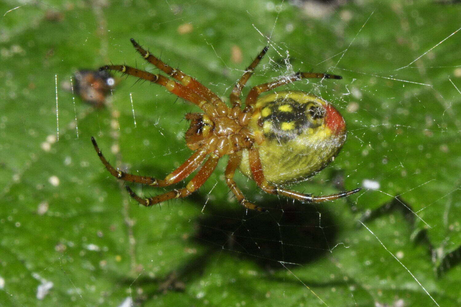 Image of Araniella alpica (L. Koch 1869)