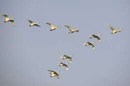 Image of Bewick's swan