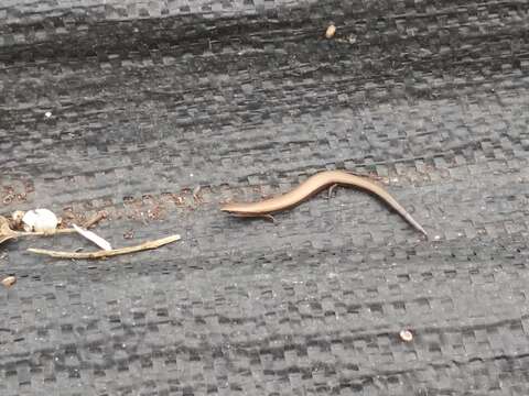 Image of Rüppell's snake-eyed skink