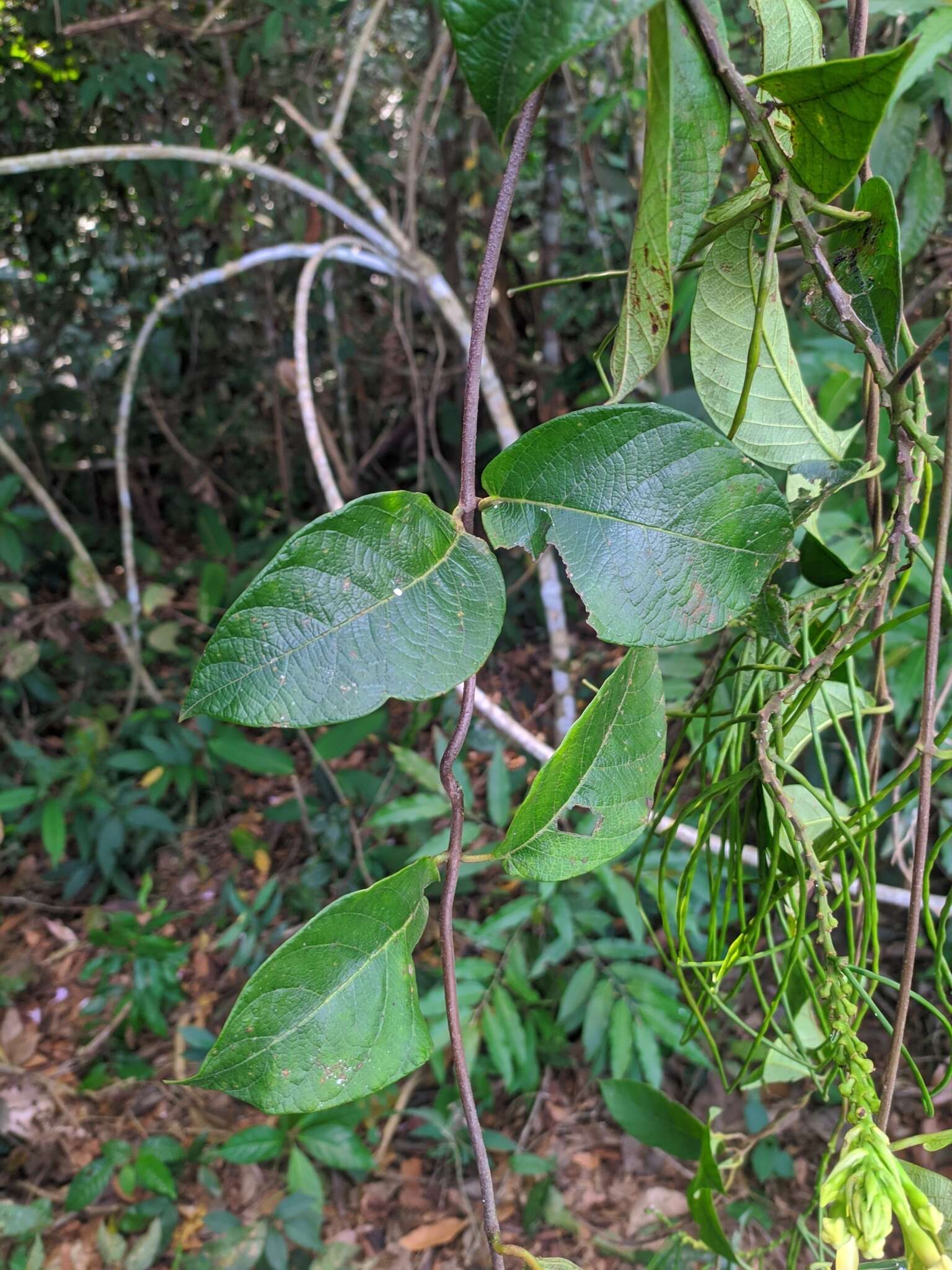 Mandevilla rugellosa (Rich.) L. Allorge-Boiteau resmi