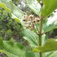 Image of Asclepias pringlei (Greenm.) R. E. Woodson