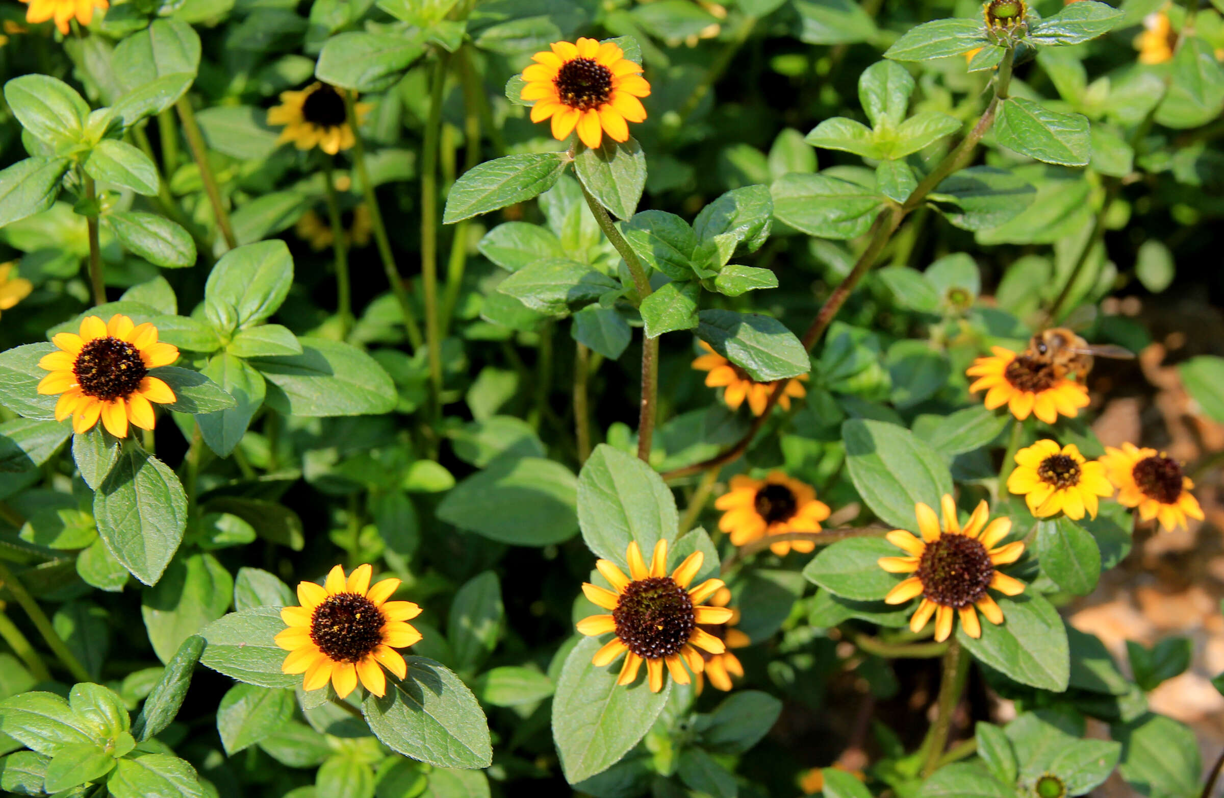 Image of Mexican creeping zinnia