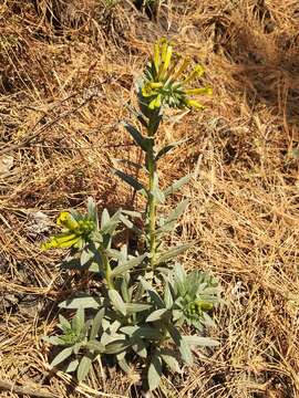 Plancia ëd Lithospermum strictum Lehm.