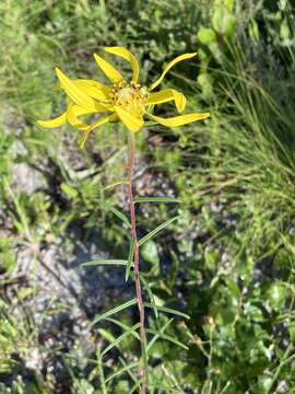 Imagem de Phoebanthus tenuifolia (Torr. & A. Gray) Blake