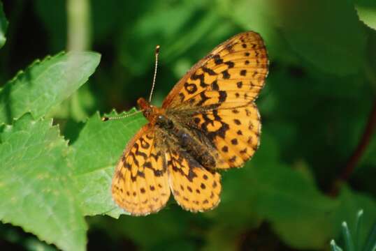 Image of Western Meadow Fritillary