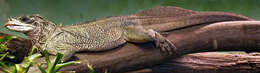 Image of Weber's Sailfin Lizard
