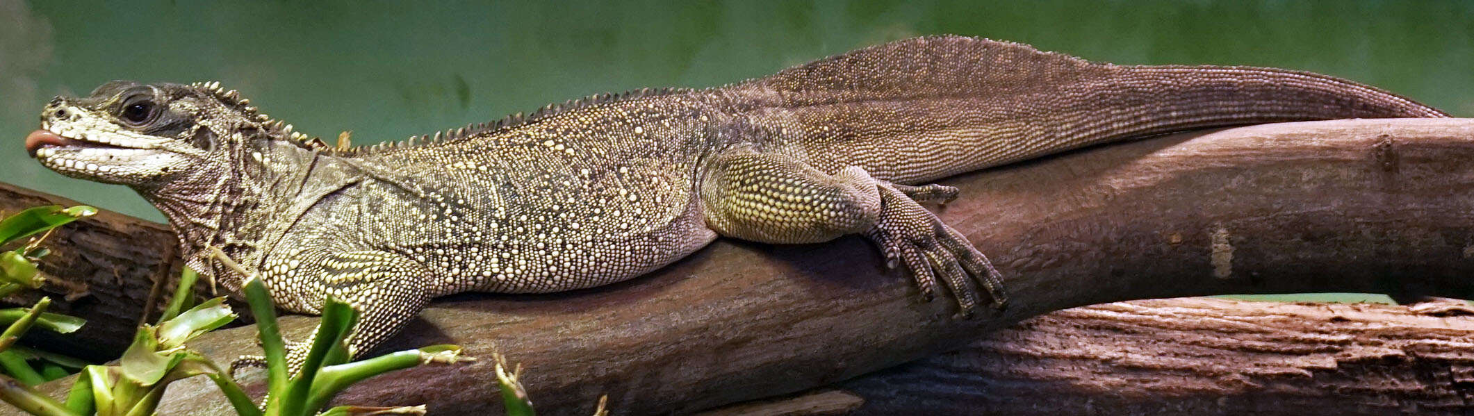 Imagem de Hydrosaurus weberi Barbour 1911