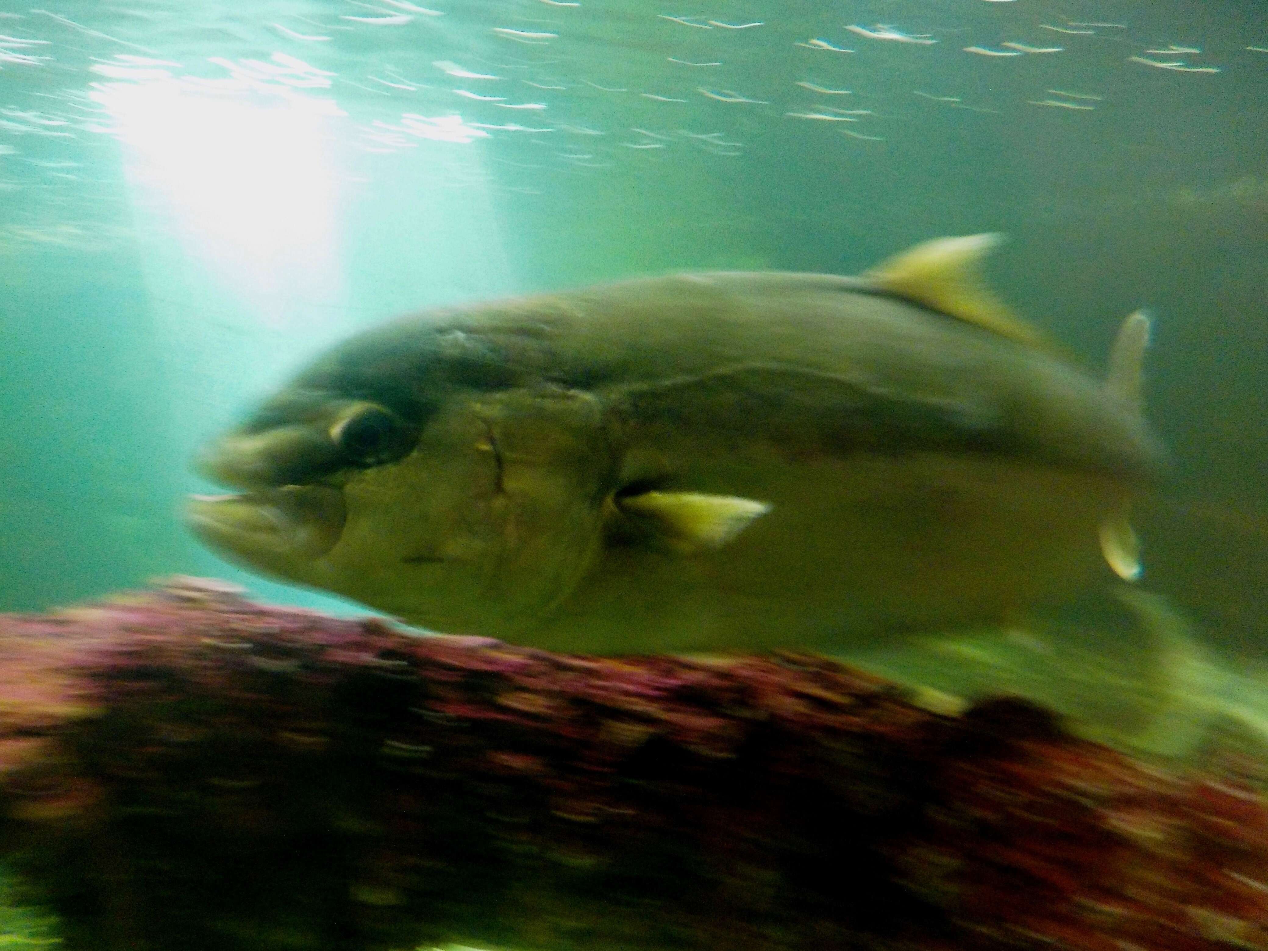 Image of Allied Kingfish