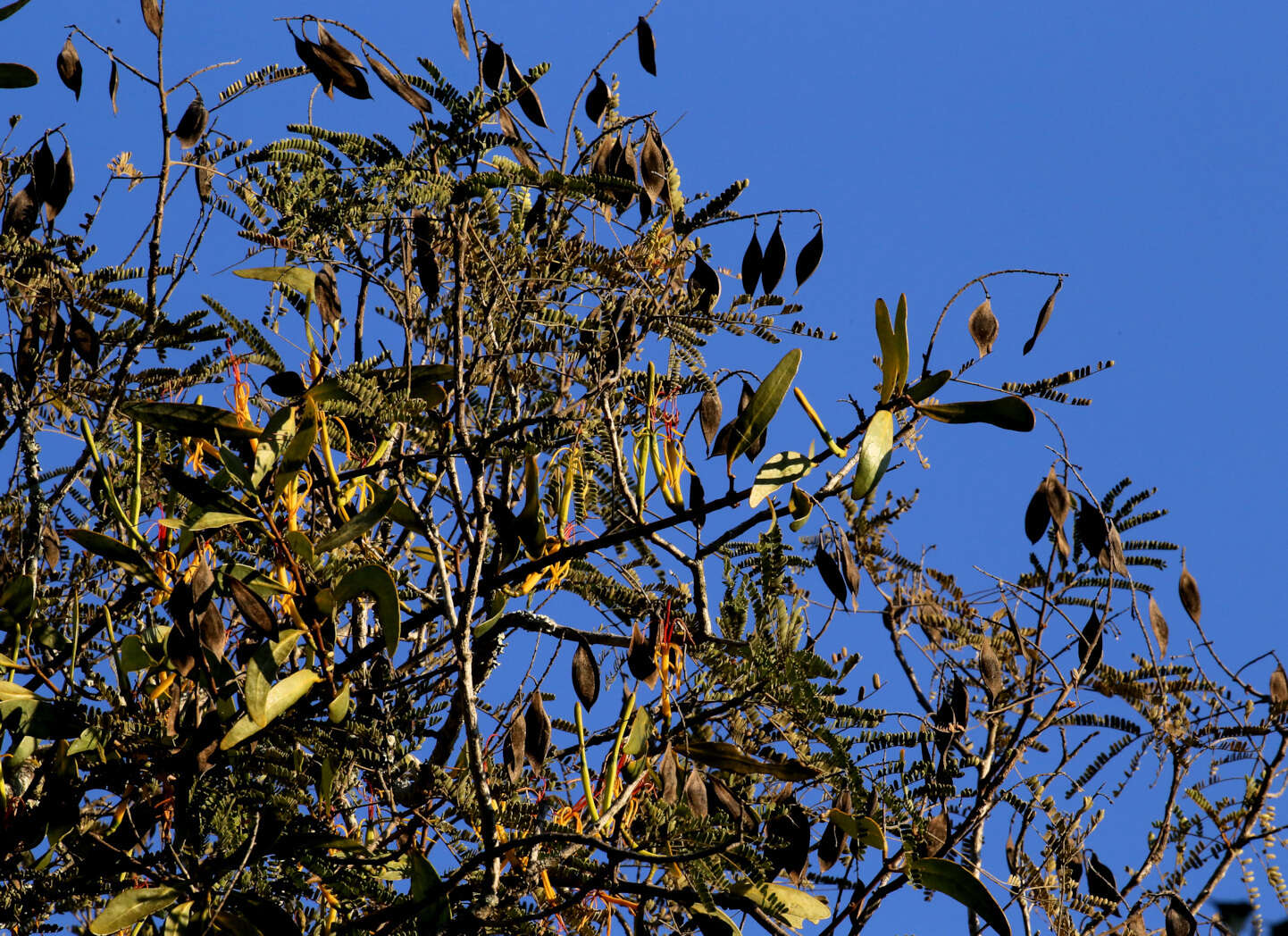 Plancia ëd Pedistylis galpinii (Schinz ex Sprague) D. Wiens