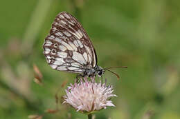 Image of marbled white