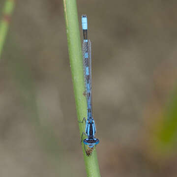 Image of Alkali Bluet