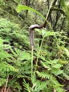 Image of Arisaema thunbergii subsp. autumnale J. C. Wang, J. Murata & H. Ohashi