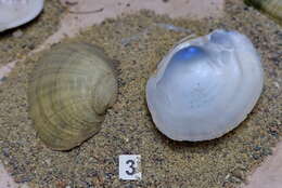 Image of Wavyrayed Lampmussel