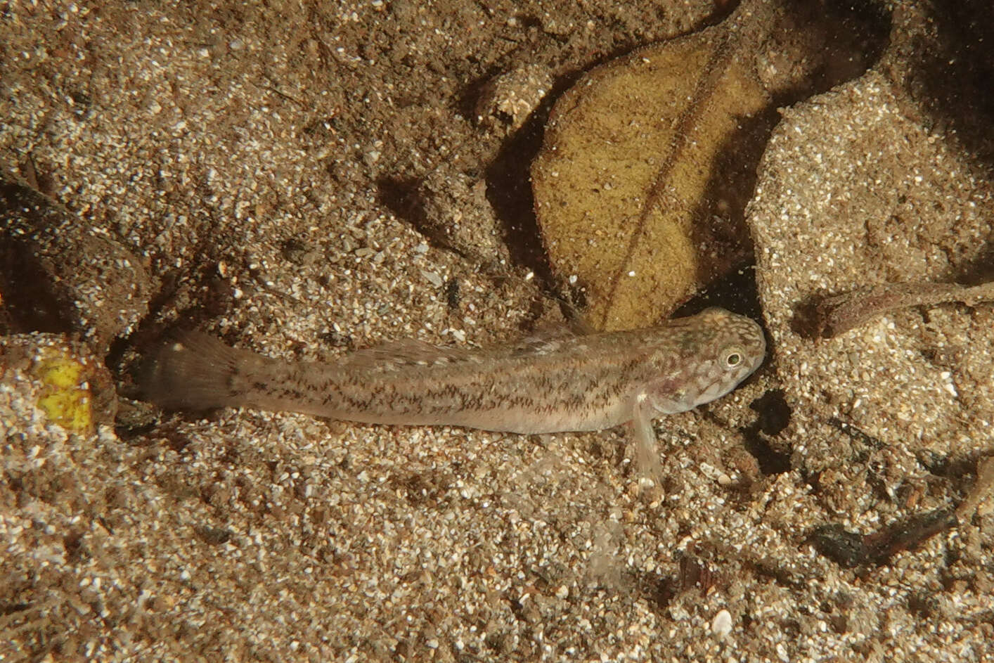 Image of Flat-backed goby